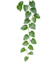 Heart shaped green leaves jungle vine isolated on white background, clipping path included Royalty Free Stock Photo