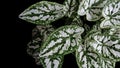 Heart shaped green leaves mottled with white of Caladium `Mini W