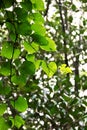 Heart shaped green leaves on natural background