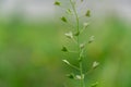 Heart shaped leaves of green wild Capsella bursa-pastoris shepherd`s-purse plant.