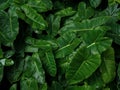 Heart-shaped green leaves texture of Burle Marx philodendron Ph