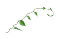 Heart shaped green leaves twisted vines liana jungle plant isolated on white background with clipping path Royalty Free Stock Photo