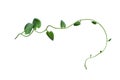 Heart shaped green leaves twisted vines liana jungle plant isolated on white background with clipping path Royalty Free Stock Photo