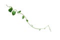 Heart shaped green leaves twisted vines liana jungle plant isolated on white background with clipping path Royalty Free Stock Photo