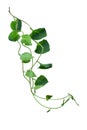 Heart shaped green leaves twisted vines liana jungle plant isolated on white background with clipping path Royalty Free Stock Photo