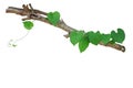 Heart shaped green leaves vine climbing on tree branch isolated Royalty Free Stock Photo