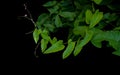 Heart-shaped green leaves vine with tiny pink flower and tendril