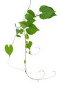 Heart shaped green leaves wild vine with branches and tendrils i Royalty Free Stock Photo