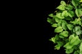 Heart shaped green leaves wild vines, tropical forest plants on