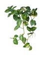 Heart shaped green variegated leave hanging vine plant of devilÃ¢â¬â¢s ivy or golden pothos Epipremnum aureum popular foliage