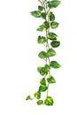 Heart shaped green variegated leave hanging vine plant of devilÃ¢â¬â¢s ivy or golden pothos Epipremnum aureum popular foliage