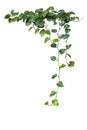 Heart shaped green variegated leave hanging vine plant of devilÃ¢â¬â¢s ivy or golden pothos Epipremnum aureum popular foliage