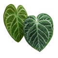 Heart-shaped green variegated leaves pattern of rare Anthurium plant the tropical foliage houseplant isolated on white background