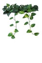 Heart shaped green yellow leaves of devil`s ivy or golden pothos Royalty Free Stock Photo