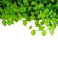 Heart shaped green yellow leaves vine, devil's ivy, golden potho Royalty Free Stock Photo