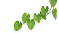 Heart shaped greenery leaves with twisted vine of purple yam or