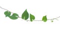 Heart shaped greenery leaves wild vine isolated on white background, clipping path included. Royalty Free Stock Photo