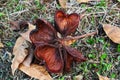 A heart-shaped half-hard fruit bark