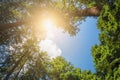 Heart shaped hole showing blue sky in the pine forest. Romantic or eco love symbol concept idea for abstract background with free Royalty Free Stock Photo