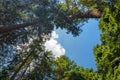 Heart shaped hole showing blue sky in the pine forest. Romantic or eco love symbol concept idea for abstract background with free Royalty Free Stock Photo