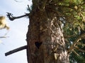Heart-shaped hollow in a cedar trunk