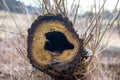 Heart shaped hollow in felled lying tree trunk