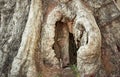 Heart-shaped hollow in a tree