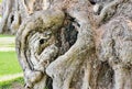 Heart-shaped hollow in a tree in a park