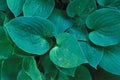 Heart-Shaped Hosta Leaves Royalty Free Stock Photo