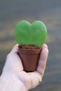 Heart-shaped Hoya kerrii Royalty Free Stock Photo