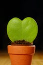 Heart-shaped Hoya kerrii Royalty Free Stock Photo