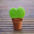 Heart-shaped Hoya kerrii Royalty Free Stock Photo