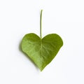 Heart-shaped ivy leaf Royalty Free Stock Photo