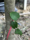 Heart-shaped ivy leaf. Royalty Free Stock Photo