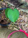 Heart-shaped ivy leaf. Royalty Free Stock Photo