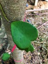 Heart-shaped ivy leaf. Royalty Free Stock Photo