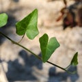 Heart shaped ivy leaves on a branch Royalty Free Stock Photo