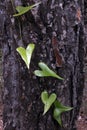 Heart shaped ivy leaves Royalty Free Stock Photo