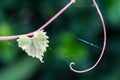 Heart shaped jagged leaf on a vine in selective focus Royalty Free Stock Photo