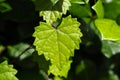 Heart shaped jagged leaf on a vine in selective focus Royalty Free Stock Photo