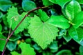 Heart shaped jagged leaf on a vine in selective focus Royalty Free Stock Photo