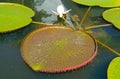 Large Water Lily Pads of Victoria Amazonica in a Pond Royalty Free Stock Photo