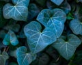 Heart-shaped leaf amidst ivy foliage Royalty Free Stock Photo