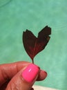 Heart shaped leaf blue background Royalty Free Stock Photo