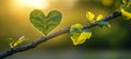 Heart shaped leaf on branch golden hour sunlight Royalty Free Stock Photo