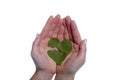 Heart Shaped Leaf Broken in Girls Hands Royalty Free Stock Photo