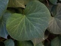 Heart shaped leaf of ivy Royalty Free Stock Photo