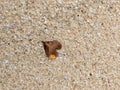 Heart Shaped Leaf on the sand Royalty Free Stock Photo