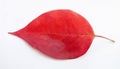 Red heart leaf on white Royalty Free Stock Photo