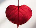 Red heart leaf on white Royalty Free Stock Photo